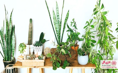 گیاهان آپارتمانی مناسب فضاهای اداری