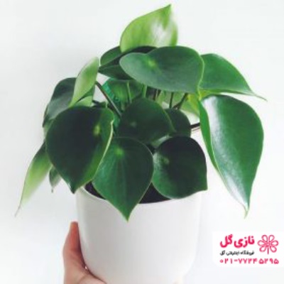 پتوس یا پیتوس Sweetheart Plant | سایت نازی گل